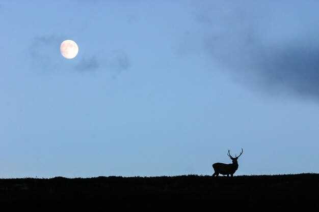 Best Hunting Dates Based on Moon Cycle and Deer Movement