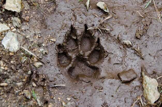 Utilizing Track Signs to Determine Species Activity and Movement